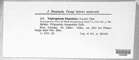 Triphragmium filipendulae image